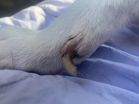 Dewclaw injury sustained at Ridge Runner Lodge