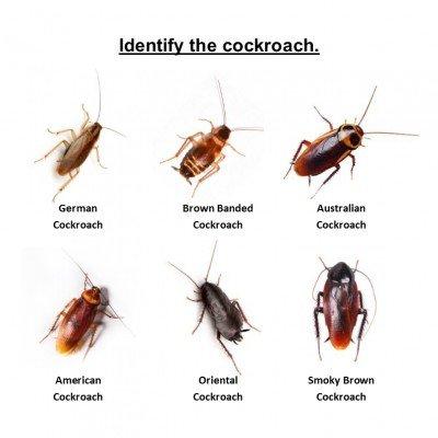 Cockroaches