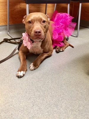 One of my dogs, Blueberry, all dressed up to see her friends at Hampton Veterinary!