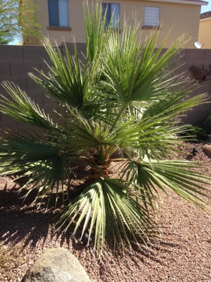 Would you like to plant one of this most resistant and low maintenance tree for your yard ?...