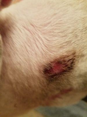 This is the hole on the side of my dog's neck that we came home to.