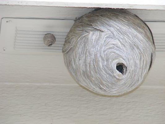 Yellow jacket nest