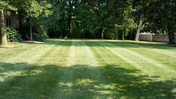 Back yard Mowing Maintenance