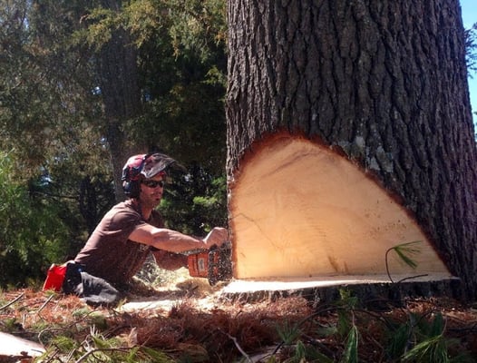 Owner/arborist Bill Harwood.