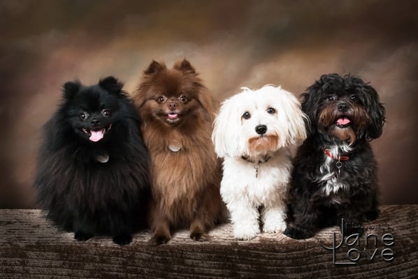 Dogs! Pet portrait in the studio