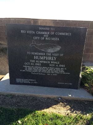 Visiting Humphrey the Whale Monument. Thanksgiving Morning 2015.