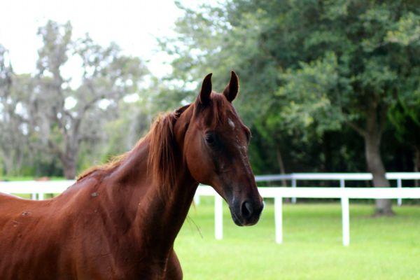 Serenity Saviors Equine Rescue & Therapy Center