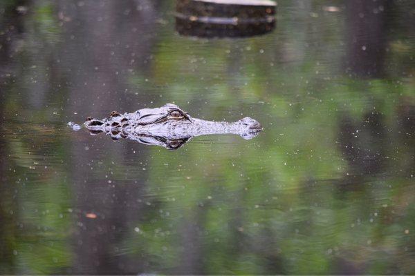 Alligator in the bay