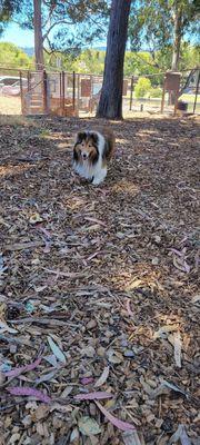 My pup is trying to navigate through the abundance of wood chips (and dog poop).