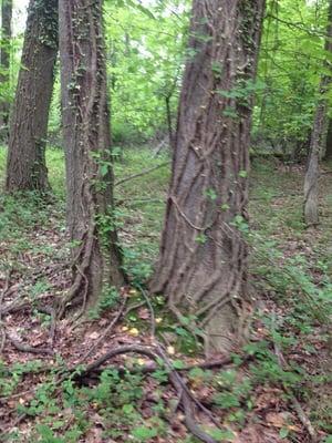 Oak Hill Park, Invasive Vines Removal in progress. To volunteer contact Fairfax County Park Authority.