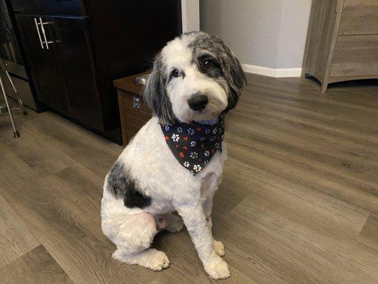 Our freshly groomed 40 lb Springerdoodle, Luke.