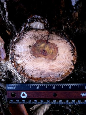 Cut vine, yearly rings, urushiol visible at edges.