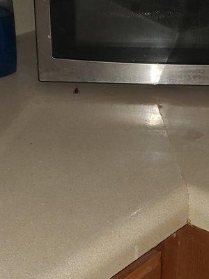 More roaches on the counter...longfellow heights and owners need to get serious about permanently ridding the property of the infestation