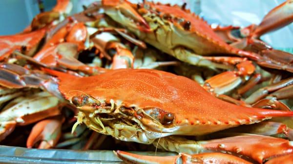 Boiled Crawfish  :)