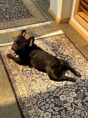 Gumbo
French Bulldog