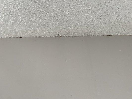 Roach feces in ceiling corners