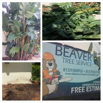 Beaver's Tree Service