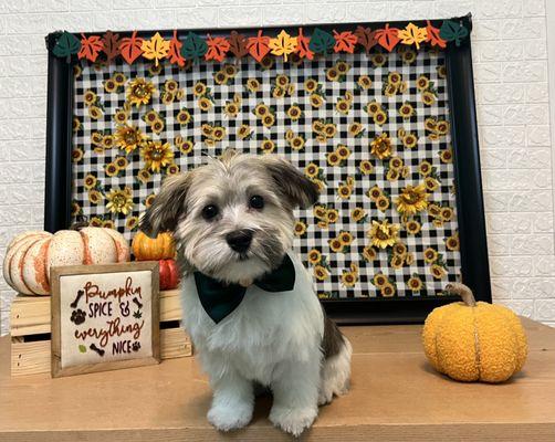 Havanese puppy