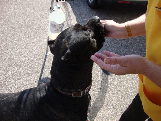 The liver flavored treats were a big hit with my big girl, Xena!