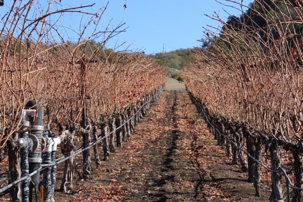 Saviez Vineyard Management