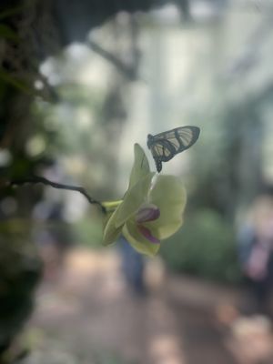 Butterflies from the butterfly room.