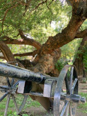 A canon in front of the Osage tree