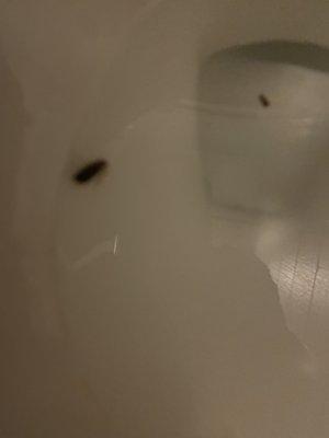 Roach w egg sac removes and squished