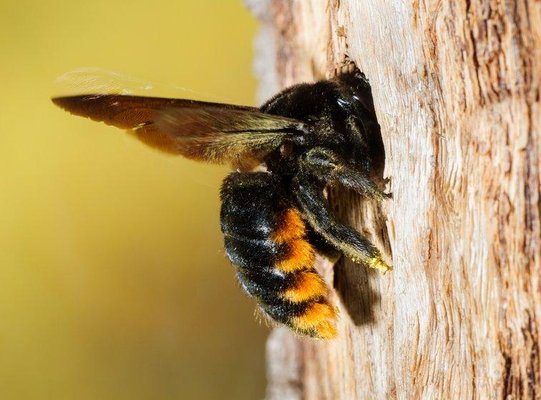 Carpenter Bee