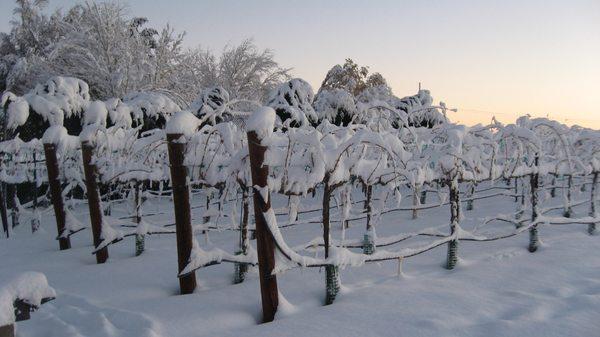 Snow in the vineyard.  Yes, this is the Antelope Valley!