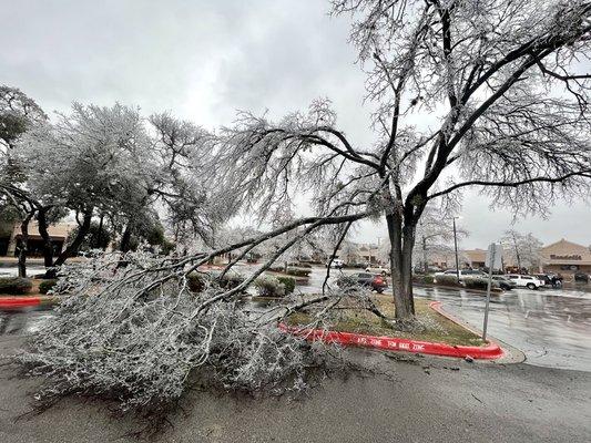 Tree removal emergency in West Lake Hills, TX.