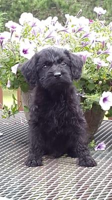 Shelbo Schnoodle puppy!