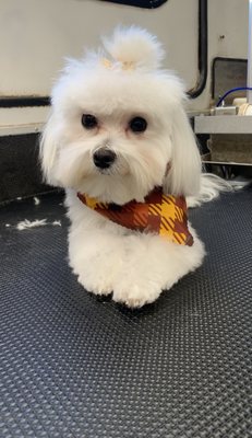 Happy Fall, from Mitzi, a 11m.o. Maltese puppy;)