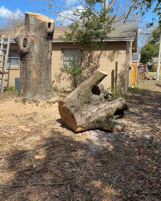 Red oak tree 50 years old