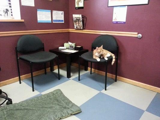 Clinic kitten Professor Plum lounges on a chair in one of our exam rooms!