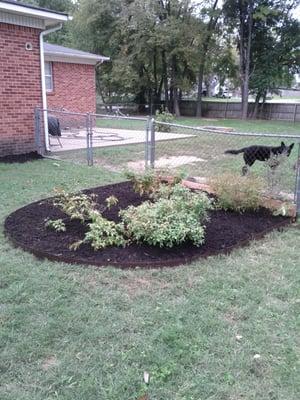 What a beautiful job Cutting Edge did on my new rose bed! These roses are going to fill out & look wonderful!