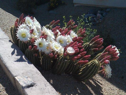 Sonoran Desert Spring Flowers