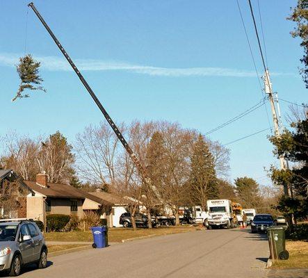 Barrett's Tree Service getting it done in the Hood.