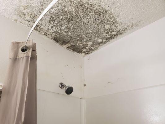 Moldly ceiling and wall in bathroom.