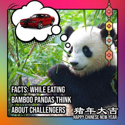 Panda's are awesome.