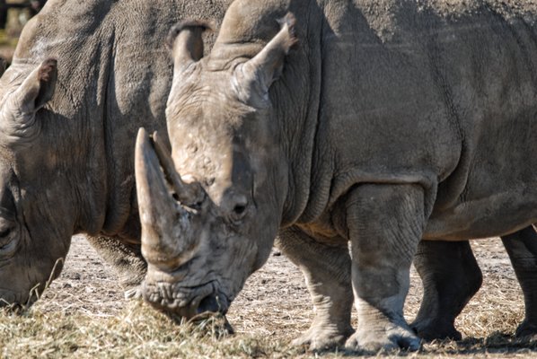 White Rhinoceros