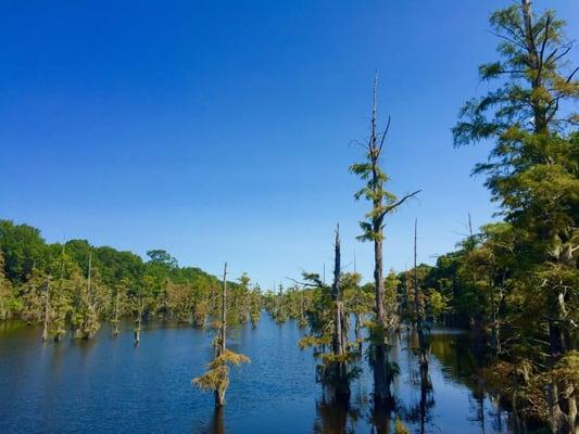 scenic views of Bayou Desiard