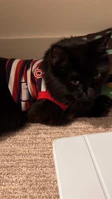 Red Sox outfit curtesy of Hungry Tails Pet Shop.