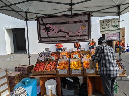 Ferry farmers market Tuesday stand, shelter in place