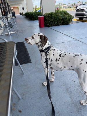 Freckles waiting for her pup Cup!