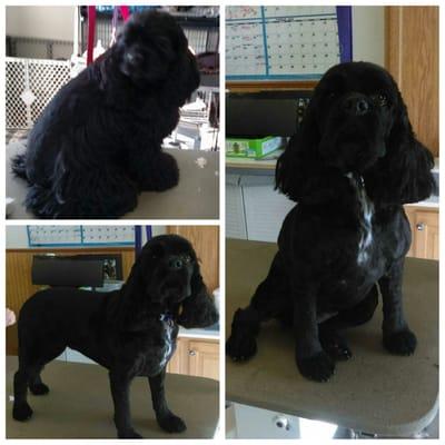 Raven... Adorable cocker spaniel with a low maintenance trim!! 3