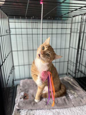 Phoebe, who Fuzzy Butt Rescue from "euthanasia" at a shelter in the Central Valley, at an adoption event in the Richmond neighborhood.