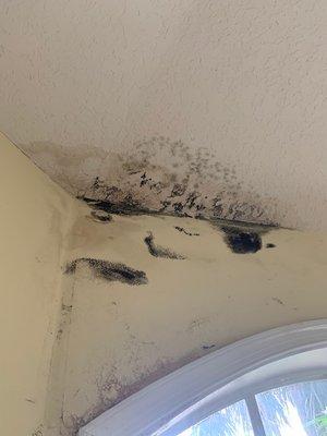 Mold growth from leaky roof