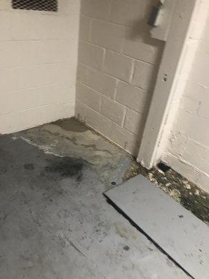 Mold in the basement