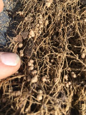 Green bean root system showing Nitrogen nodules.