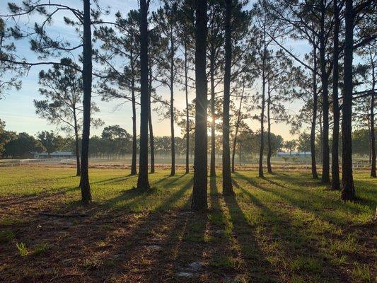 Morning scenery at the Farm